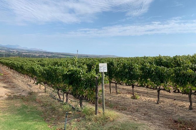 Table Mountain & Constantia Wine Tasting Full Day Tour. - The real pacing: what 1-hour stops feel like