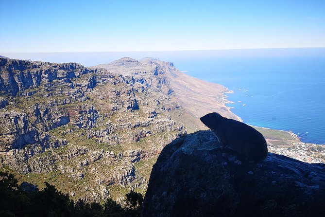 Table Mountain Half Day Hike: India Venster Trail - Cable car descent: easier on your legs, extra cost to plan for