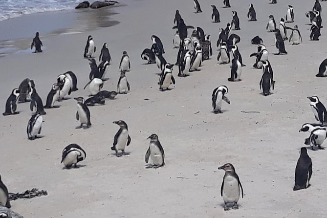 Table Mountain, penguin and Cape of good hope Fees included - Muizenberg and Bo-Kaap: Colorful Stops That Keep the Day From Feeling All Nature