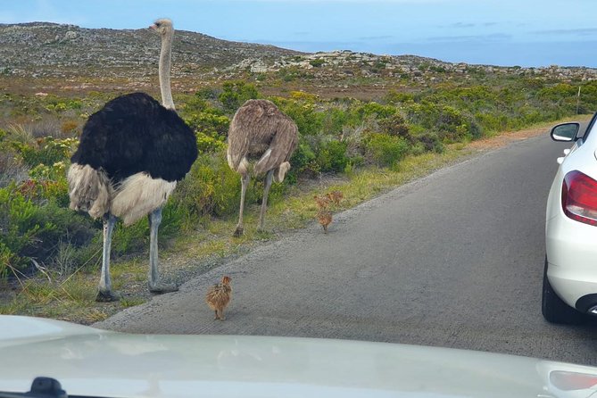 Table Mountain, penguin and Cape of good hope Fees included - The Guide and Driver Factor: Why Names Like David, Paul, Felix, Prince Matter