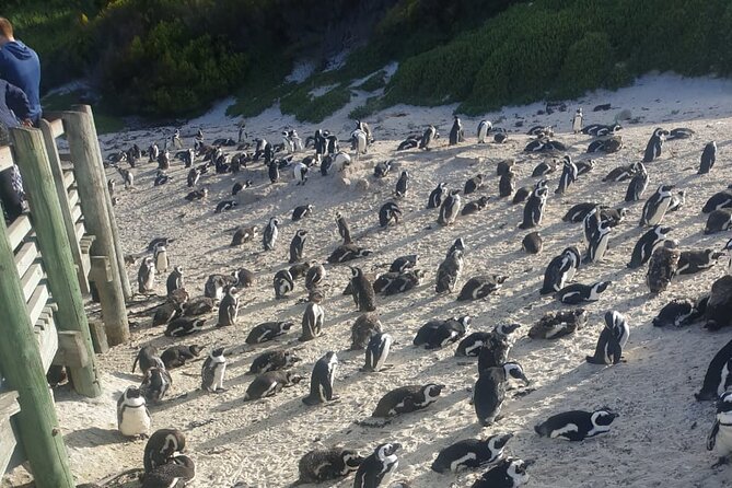 Table Mountain, Penguins and Cape Point Sharing GroupTour - Pickup, Timing, and the Rhythm of a 9-Hour Day