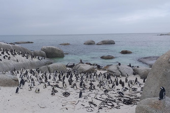Table Mountain, Penguins, Cape of good hope and Stellenbosch tour - Noordhoek Farm Village Stop: Coffee and Small Shops
