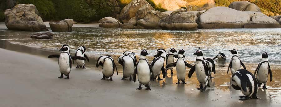 Table Mountain, Penguins & Cape of good hope full day Tour - Bo-Kaap First, for Color and Easy Momentum