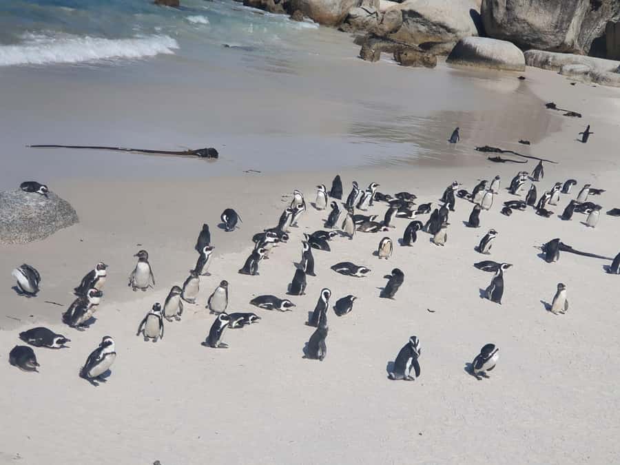 Table Mountain, Penguins & Cape of Good Hope Private Tour - Boulders Beach penguin colony: the cutest stop and how to enjoy it