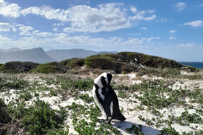 Table Mountain, Penguins, Cape of Good Hope: Private Tour - How this private Cape Peninsula route saves you stress