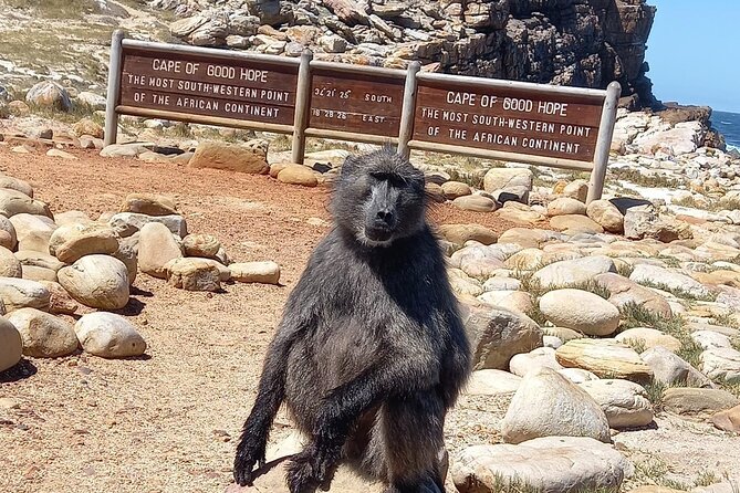 Table Mountain, Penguins & Cape of Good Hope Small Group Tour - Table Mountain cable car: the classic view, with an extra ticket