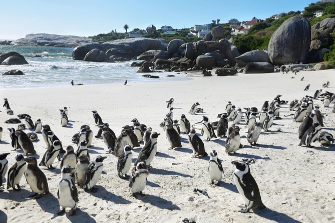 Table Mountain, Penguins Colony and Cape of Good Hope Small Group Shared Tour - Why this Cape Town highlights loop is so practical