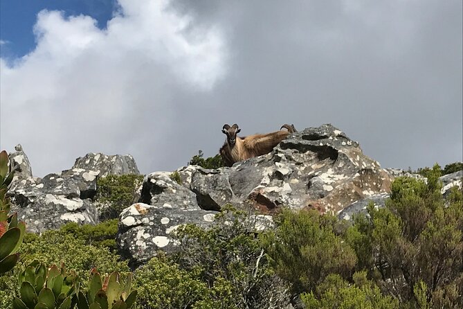 Table Mountain's India Venster Hike + Hotel Pick-Up - What’s really included (and what that means on the day)