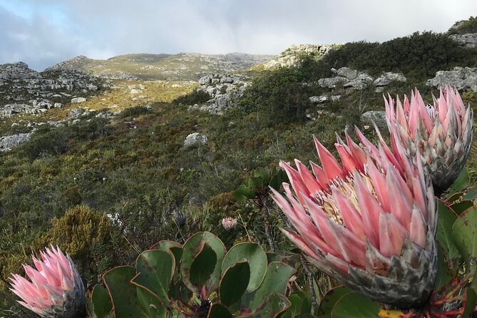 Table Mountain's India Venster Hike + Hotel Pick-Up - Views you can aim for: Cape Town’s best directions in one hike