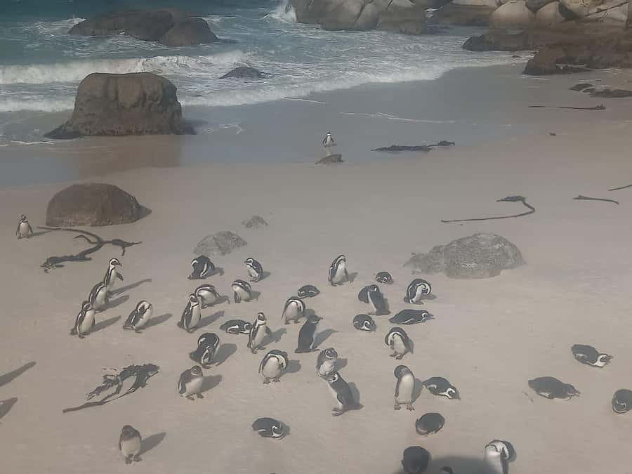 Table Mountain,Seals,Penguin,Cape of good hope,Bokaap , - Key things to know before you go