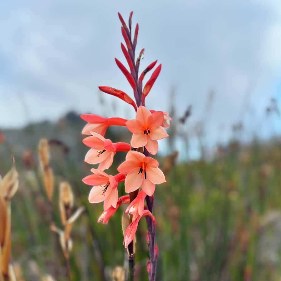 Table Mountain: Skeleton Gorge Hike - The Ladder Sections: Where the Hike Gets Real