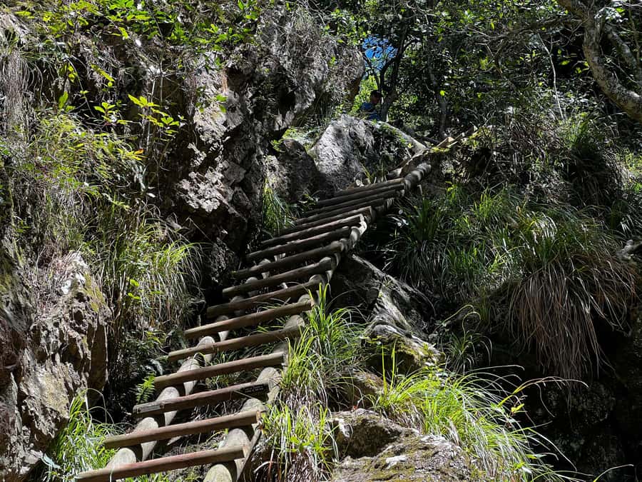 Table Mountain: Skeleton Gorge Hike - Entering Skeleton Gorge: Forest Quiet, Climb Energy