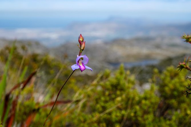 Table Mountain Summit Hike via Kasteelspoort - Price and what you should budget for in Cape Town