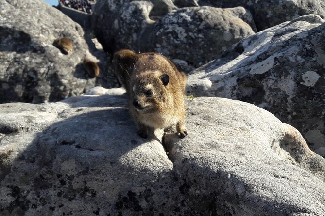 Table Mountain Summit Walk for the Whole Family - PRIVATE - Price, group size, and why this feels different from DIY