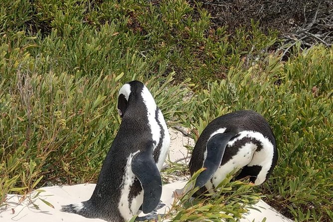 Table Mountain-Wines-Penguins-Cape Point All Inclusive Group Tour - Boulders Beach Penguins: Boardwalk Time and Photo Tips