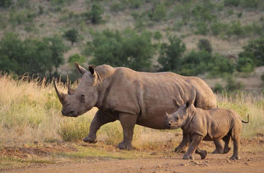 Tala Game Reserve & Natal Lion Park 1/2 Day Tour from Durban - Should you book the Tala and Natal Lion Park tour from Durban?