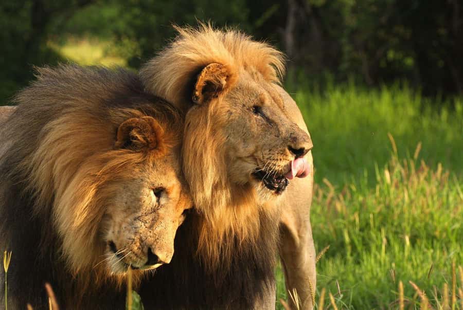 Tala Game Reserve & Natal Lion Park 1/2 Day Tour from Durban - Durban departure, pickup, and why a half-day safari is practical