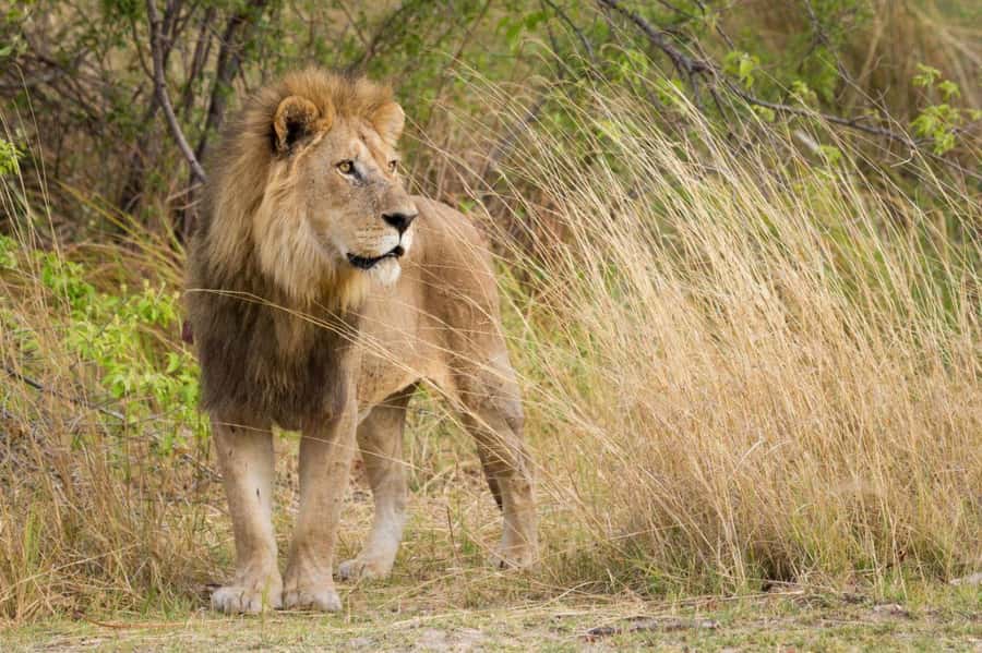Tala Game Reserve & Natal Lion Park 1/2 Day Tour from Durban - Vehicle comfort and viewing style: why bus rides can limit sightings