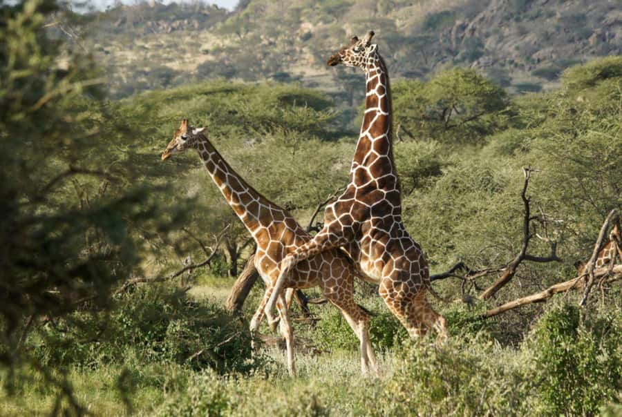 Tala Game Reserve & Natal Lion Park 1/2 Day Tour from Durban - Pricing and value: what $190 per person really buys