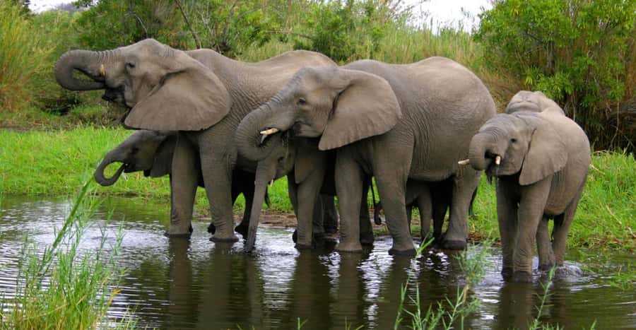 Tala Game Reserve & Natal Lion Park 1/2 Day Tour from Durban - Who this tour fits best, and who should think twice