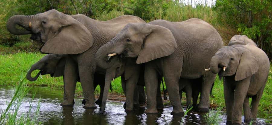 Tala Game Reserve & Natal Lion Park 1/2 Day Tour from Durban - Tala Game Reserve game drive: 2 hours over 3,000 hectares