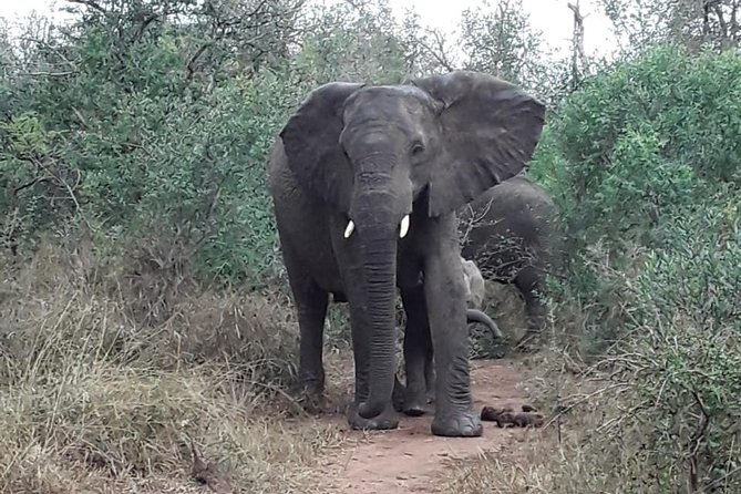 Tala Game reserve. Natal Lion Park and Valley of 1000 hills - Natal Lion Park closed safari: animals you should actually look for