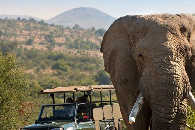 Tala Game Reserve, Phezulu Safari & Natal Lion Park Full Day Tour From Durban - Natal Lion Park: elephants close up, lions close enough to feel it