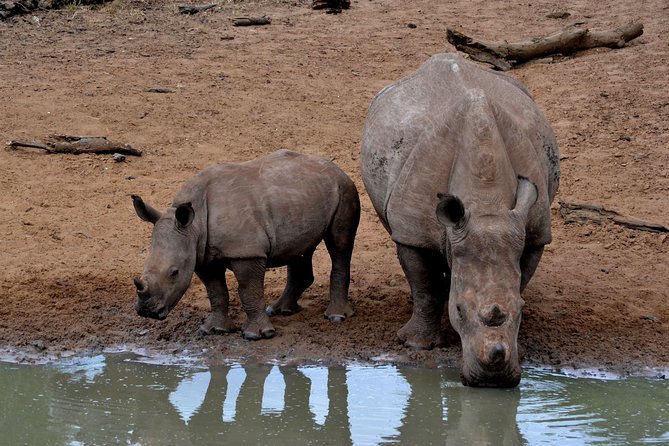 Tala Mini Day Safari - Durban - Key Things to Know Before You Go
