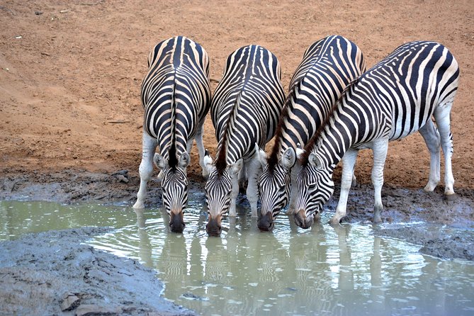 Tala Mini Day Safari - Durban - Why Tala Game Reserve Works as a Durban Day Trip