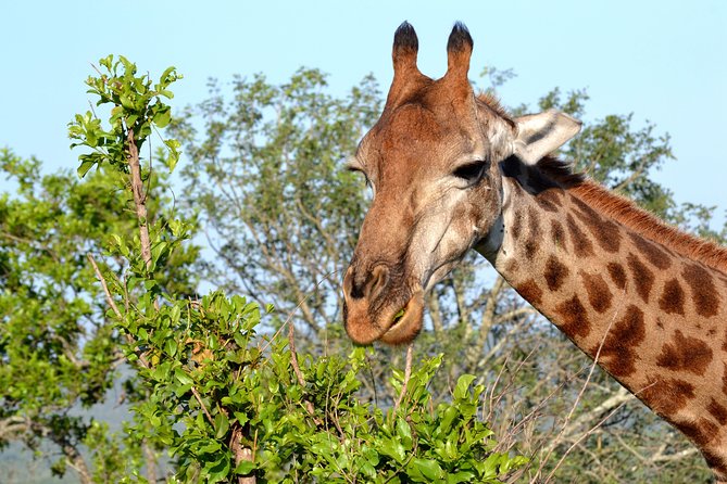 Tala Mini Day Safari - Durban - Your Private Guide and the Small-Group Comfort
