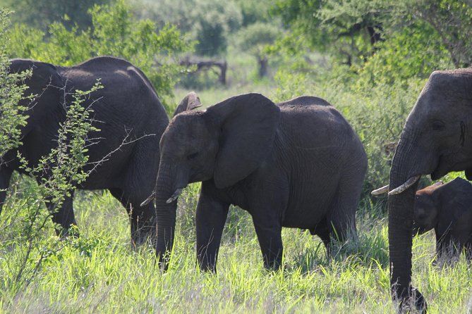 The Best of Zululand's Big 5 reserves - For the Discerning guest - Day 1 in Hluhluwe-iMfolozi Park: open-viewer time that lets wildlife happen