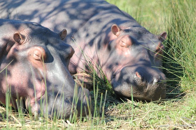 The Best of Zululand's Big 5 reserves - For the Discerning guest - Day 2 for rhino encounters: sunrise timing and a finish early afternoon