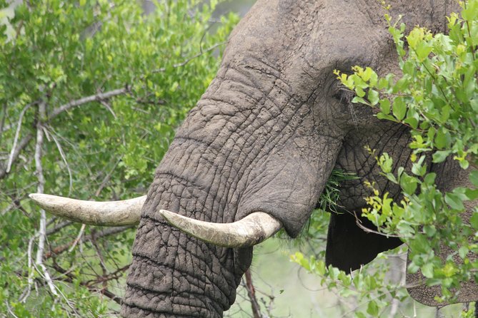 The Best of Zululand's Big 5 reserves - For the Discerning guest - Price and what it really buys at $23,500 per person