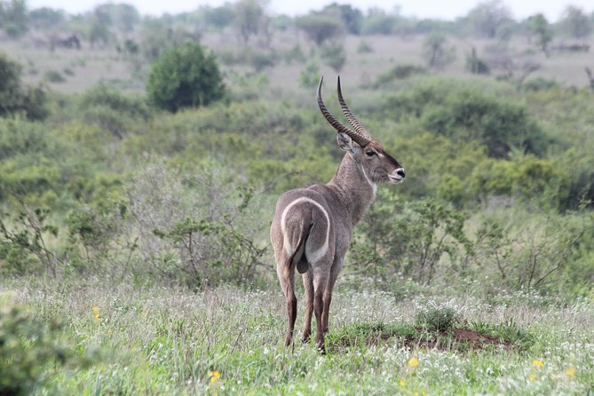 The Best of Zululand's Big 5 reserves - For the Discerning guest - Who should book this Zululand Big 5 tour?