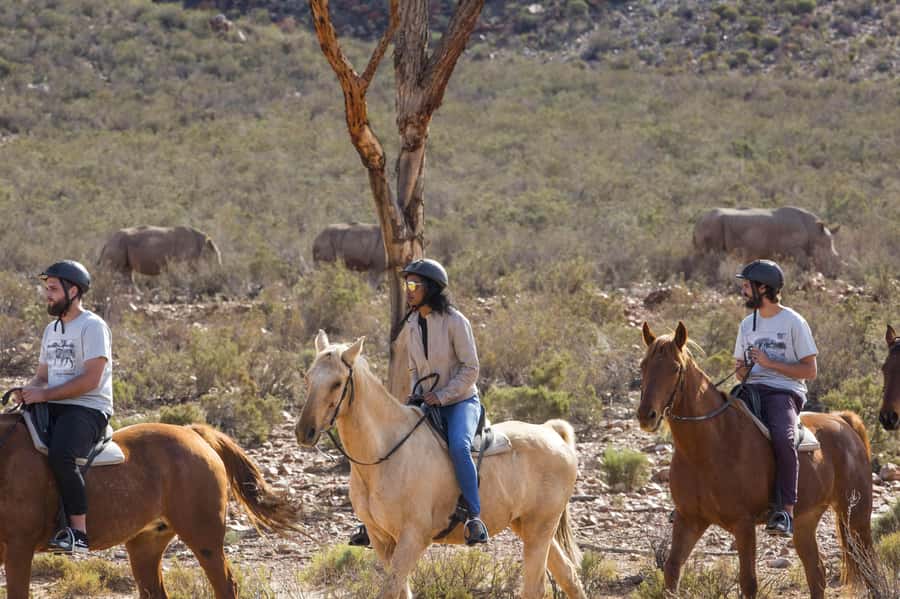 The Best Private Cape Town Safari Day Trip - Aquila Big 5 - Key things that make Aquila Big 5 private stand out