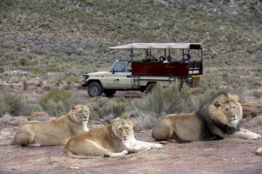 The Best Private Cape Town Safari Day Trip - Aquila Big 5 - The reserve experience: 10,000 hectares of Karoo wildlife