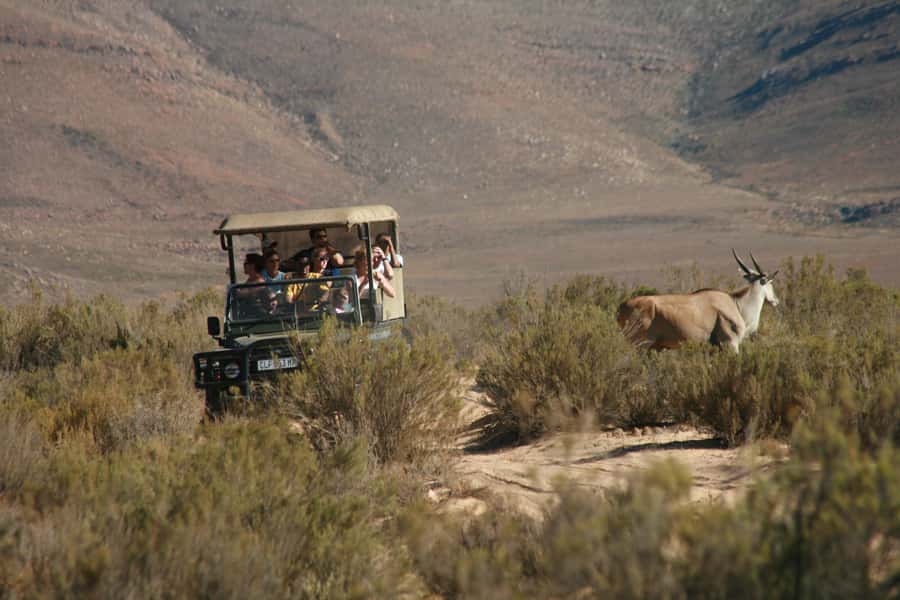 The Best Private Cape Town Safari Day Trip - Aquila Big 5 - Private luxury transfers: comfort, but also clock discipline