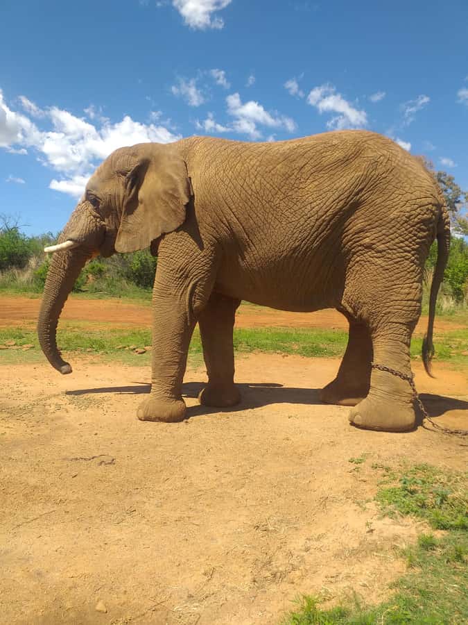 The Elephant and Monkey Sanctuary. - Johannesburg pickups, Magaliesburg views, and Hartbeespoort dam stops
