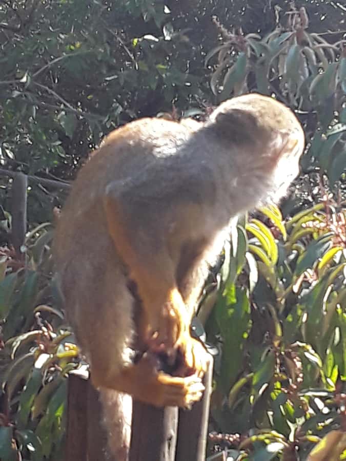 The Elephant and Monkey Sanctuary. - Guide quality and group vibe with Itani Tours and Transfers