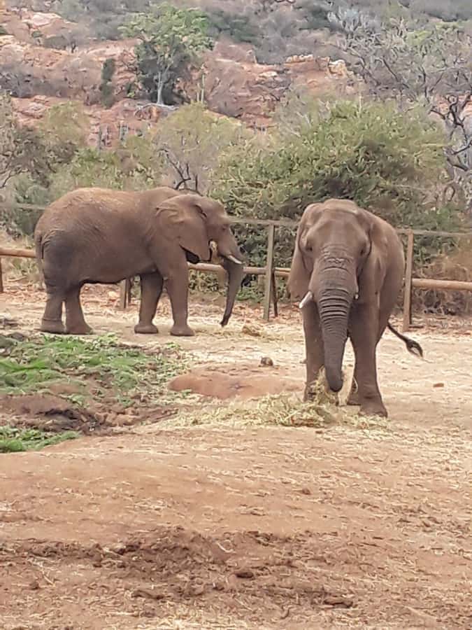 The Elephant and Monkey Sanctuary. - Elephant sanctuary day: feeding, brushing, and the real closeness