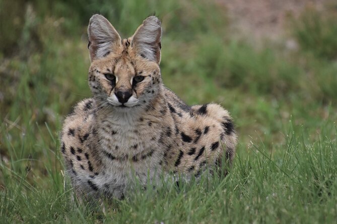 The Private Wildlife Tour - Key highlights that matter (and why)