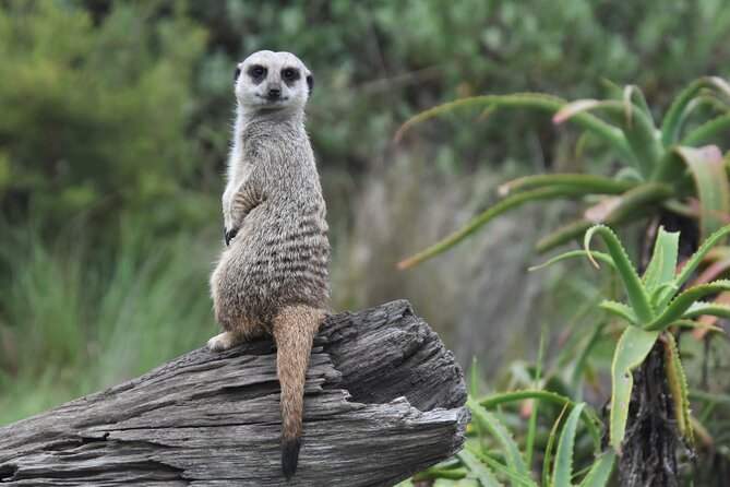 The Private Wildlife Tour - The 2-hour itinerary: what you do during the tour