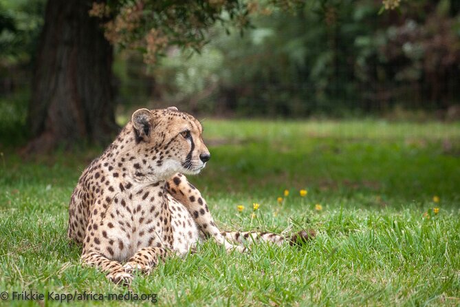 The Private Wildlife Tour - Photo strategy for a sunset cheetah session
