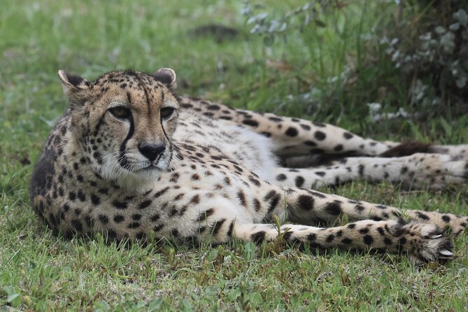 The Private Wildlife Tour - Who this private cheetah photo tour is best for