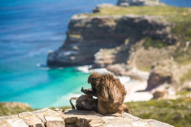 The Road Trip (Cape Point and Penguins) - Boulders Beach Penguin Colony: Your Best Wildlife Block