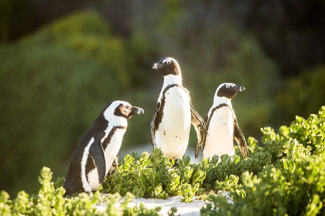 The Road Trip (Cape Point and Penguins) - Chapman’s Peak Drive: The Scenic Road Stop That People Remember
