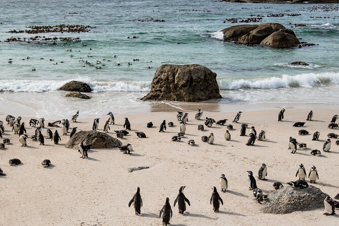 The Road Trip (Cape Point & Penguins) - Private Tour - Cape Peninsula in One Day: The Real Value of a Private Road Trip