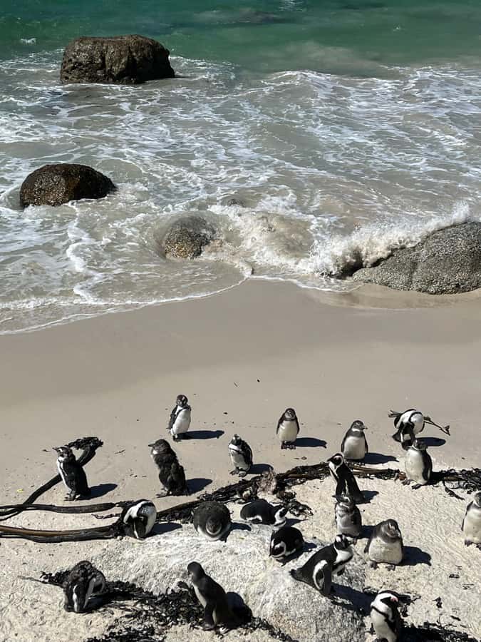 The Ultimate Cape of Good Hope Experience - Key highlights you will feel all day