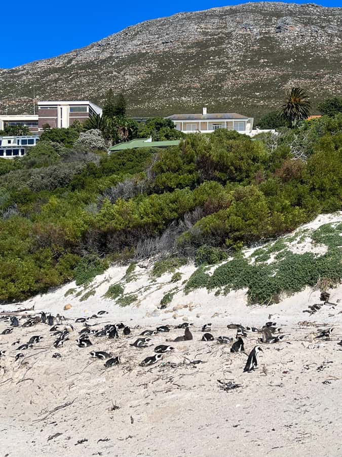 The Ultimate Cape of Good Hope Experience - A day that strings together penguins and epic Cape Peninsula views