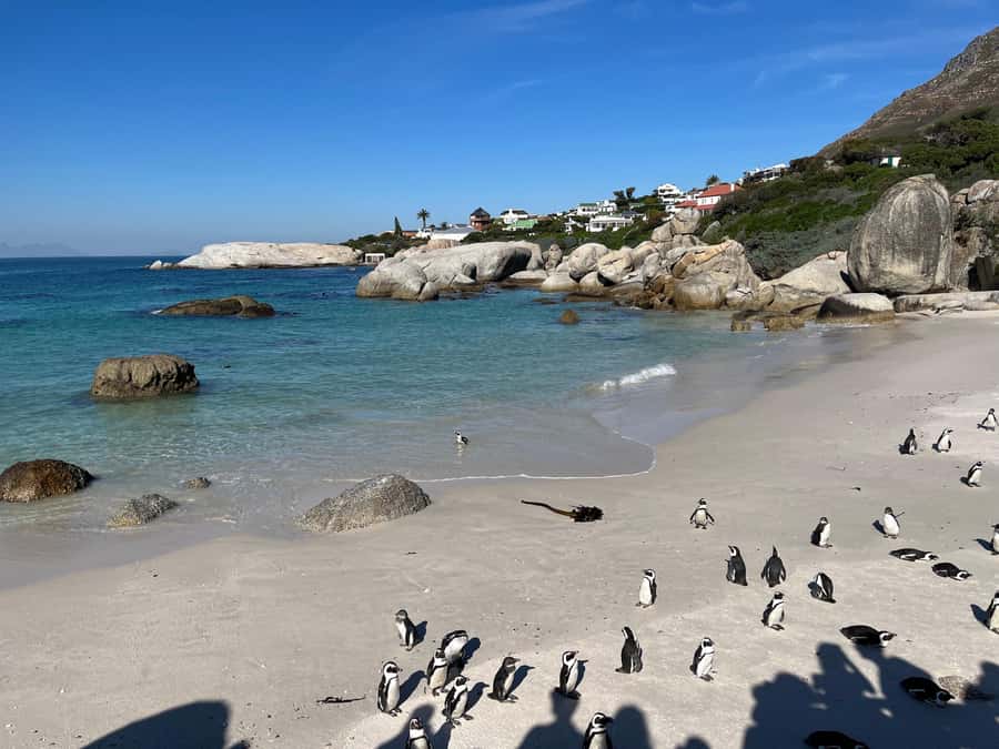 The Ultimate Cape of Good Hope Experience - New Cape Point Lighthouse and the guided viewpoint time